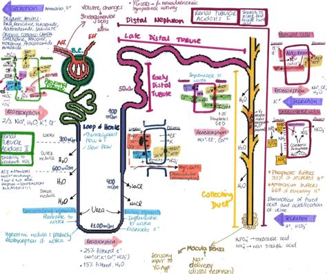 My Notes for USMLE Nursing School Studying, Nursing School Notes, Nursing Study, Med School ...