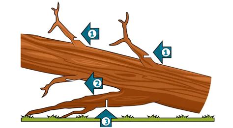 Proper Chainsaw Techniques (for Cutting Trees, Logs & Stumps) - Chainsaw Larry