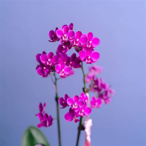 Orchid Bouquet Singapore | Online Flower Delivery