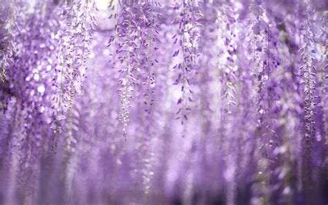 Wisteria - Wallpaper, High Definition, High Quality, Widescreen