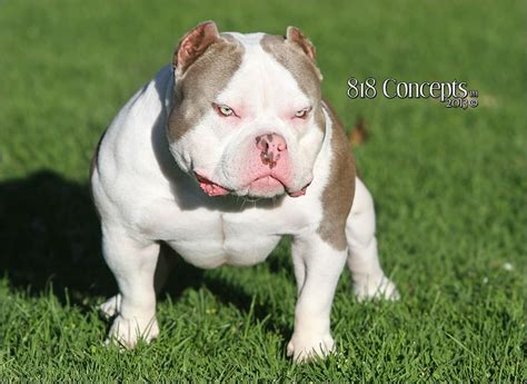 American Bully Pocket Blue Line