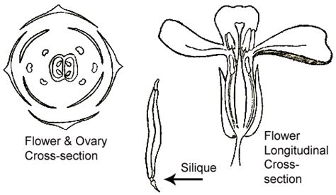 Vegetable Seed Production: Brassicaceae