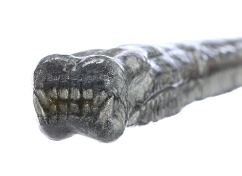 Xenomorph SFX Insert Puncture Tongue | Prop Store - Ultimate Movie Collectables