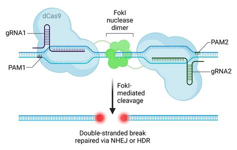 Genome Editing & CRISPR | AAT Bioquest