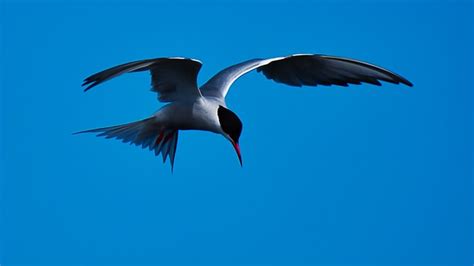 Bird Common Tern Flying - Free photo on Pixabay - Pixabay