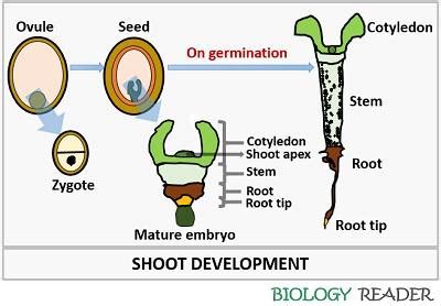 Shoot System of Plant - Definition, Characteristics, Functions ...