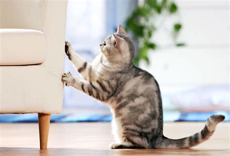 cat scratching furniture - All Pet News