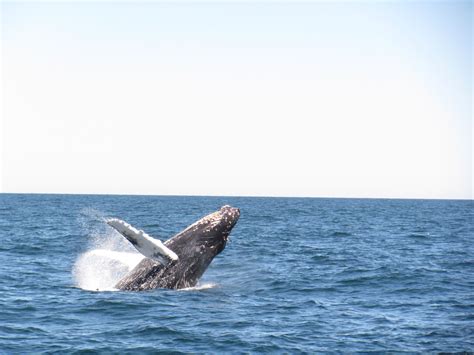 Whale watching, Provincetown, MA | Whale watching, Whale, Provincetown