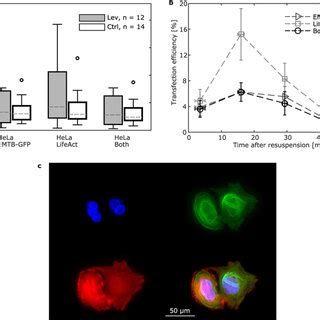 Efficiency for double plasmid transfection:: (a) Comparison of the ...