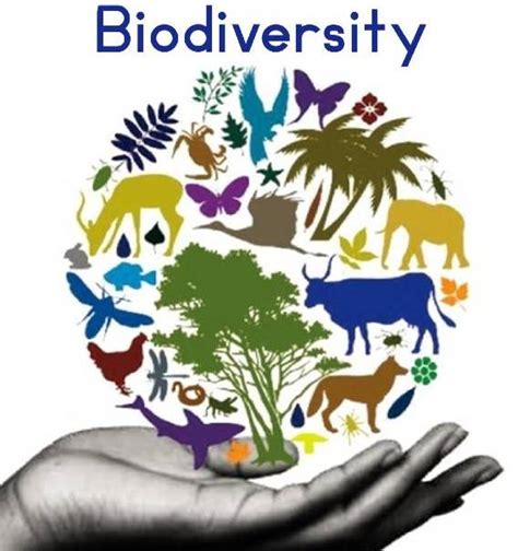 Biodiversity | Types, importance, and conservation of biodiversity ...