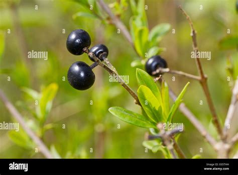 Wild Privet berries Stock Photo - Alamy