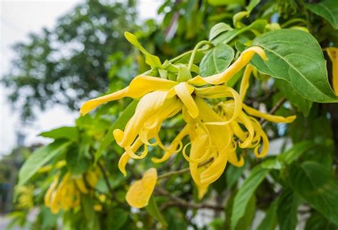 Ylang ylang essential oil properties and benefits for beauty and health