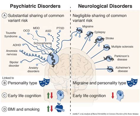 Research shows genetic link between psychiatric disorders » McKnight Brain Institute ...