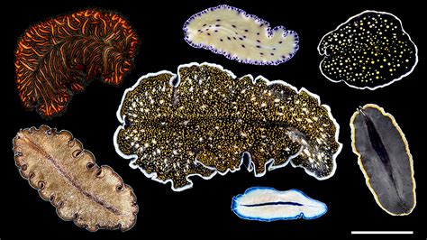 New research on polyclad flatworms is anything but flat