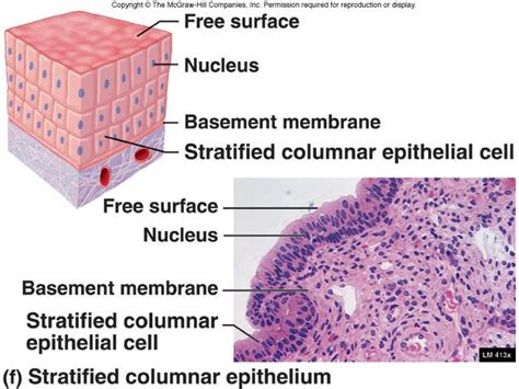 Structural Organization | Human anatomy and physiology, Organic chemistry study, Basement membrane