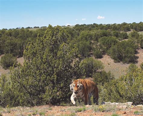 Colorado's Wild Animal Sanctuary Opens First 35-Acre Habitat at New 9,000-Acre Refuge as 300 ...