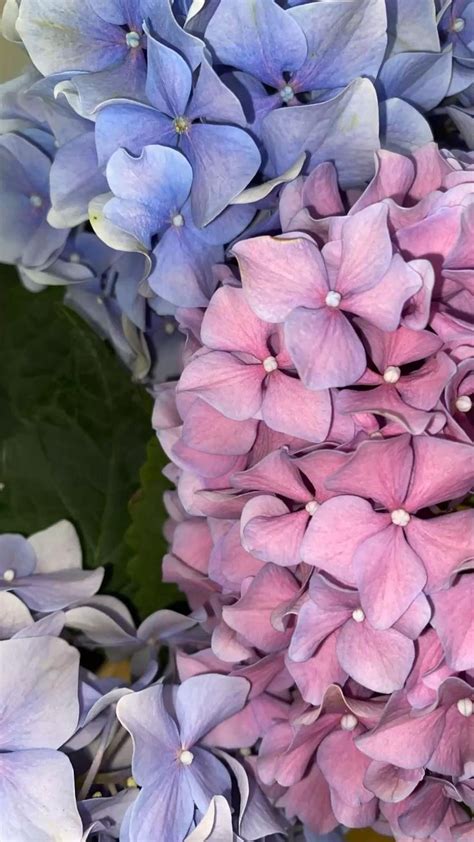 Hydrangeas. Pink purple and blue aesthetic. Flower aesthetic. Girly backgrounds | Flower ...