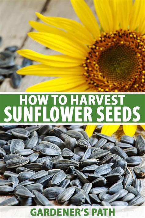 How to Harvest Sunflower Seeds | Gardener's Path