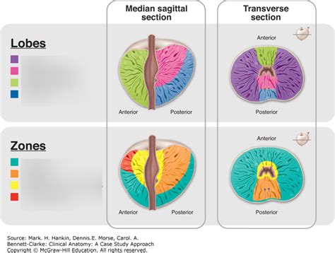 Prostate Anatomy Lobes