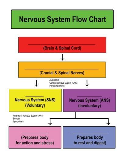 Nervous system flow chart Diagram | Quizlet