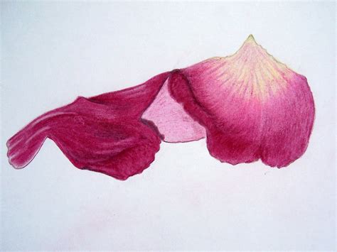 Rose Petal Drawing at GetDrawings | Free download