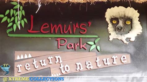 Lemurs' Park in Antananarivo‎, Madagascar - YouTube