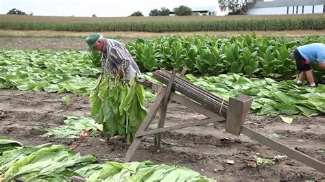 Harvesting Tobacco 2 - YouTube