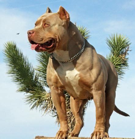 The Most Famous&Beautiful Female PitBull in the World. | Bully breeds ...