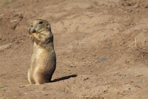 Prairie dog Duluth MN zoo Duluth Mn, Prairie Dog, Penguins, Zoo, Animals, Animales, Animaux ...