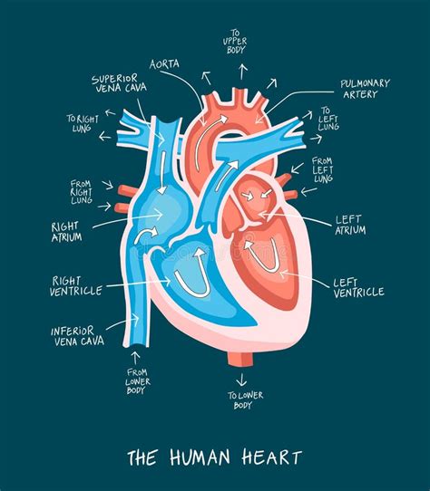 20 Simple Heart Diagram Simple Heart Diagram Labeled Human Heart | Images and Photos finder