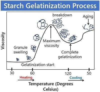 What is Starch Gelatinization? Definition, Process & Factors Affecting - Biology Reader