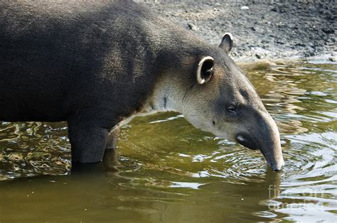 Bairds Tapir Photograph by Mark Newman - Fine Art America