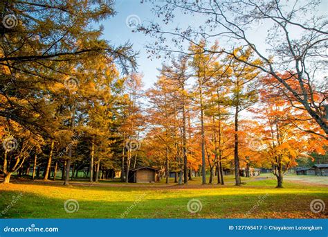 Fall Autumn Leaves on Trees in Japan Stock Image - Image of light ...