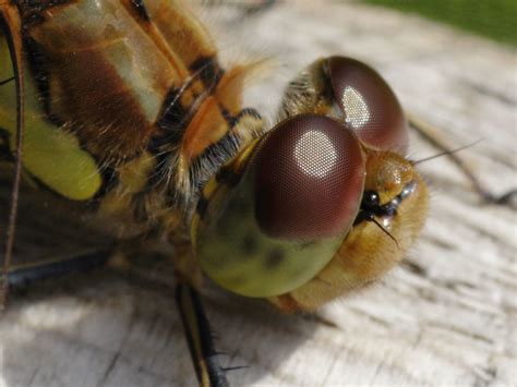 50 Macrophotography / Microphotography of the Dragonfly ~ Macrophotographic Images of ...