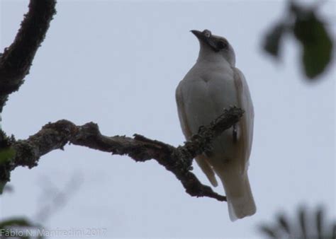 White Bellbird Facts, The Loudest Bird In The World - Fact Animal