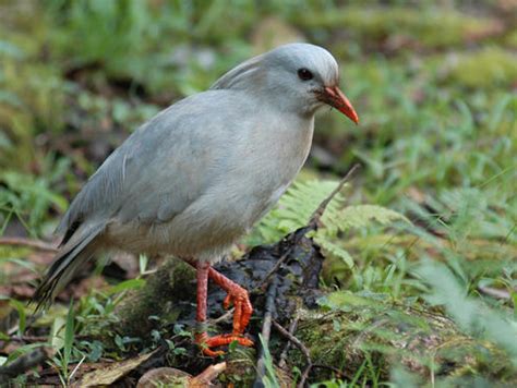 Kagu in Habitat - Kasey's World of Animals Photo (37059178) - Fanpop