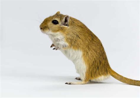 All Gerbil Colors And Patterns (With Pictures) - The Pet Savvy