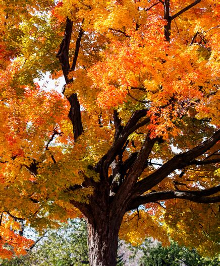 Maple Pacific Sunset - Coeur d Alene Trees