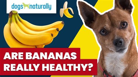 Are Banana Skins Bad For Dogs