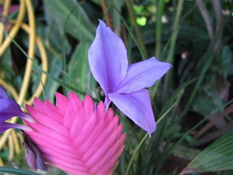 Specimens of Flowers and Plants Belonging To the Atlantic Forest. Stock Photo - Image of ...