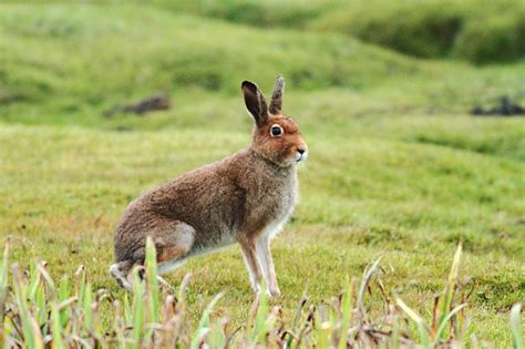 Mountain Hare | Coniferous Forest