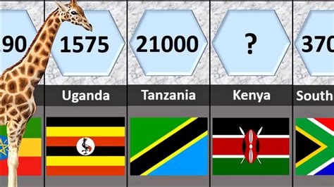 Giraffe Population - Country Wise 2021 - YouTube