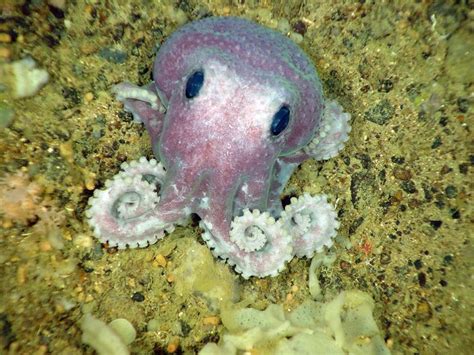 Octopuses have 2 eyes and 4 pairs of arms and are bilaterally symmetric. An octopus has a hard ...