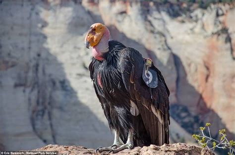 Two critically endangered California condors spotted near Zion National Park | Daily Mail Online