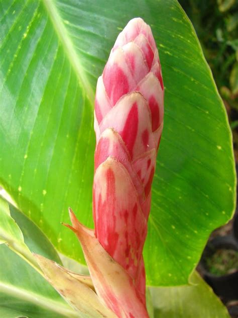 Polynesian Produce Stand : LIVE Rhizome Variegated 'Tahitian Princess ...