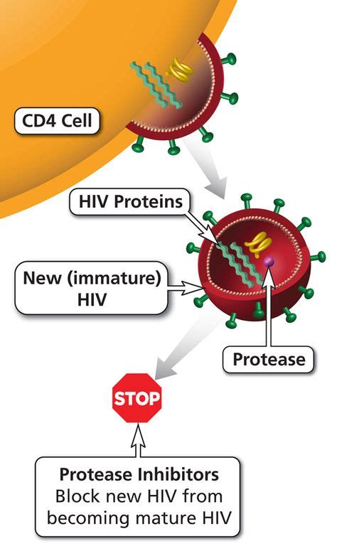 Protease Inhibitor | AIDSinfo | Study motivation, Education, Educational materials