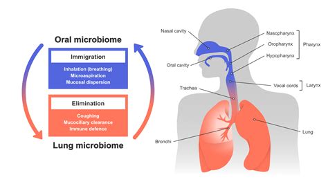 Oral microbiome and lung function | BRuSH | UiB