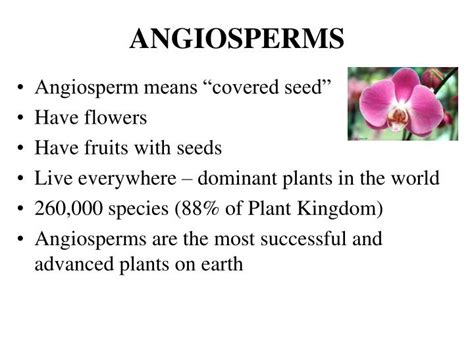 PPT - Gymnosperm Intro and evolution Life cycle and reproduction Uses ...