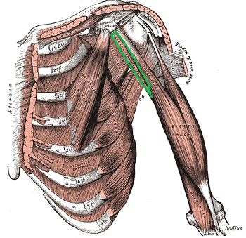 Coracobrachialis | Function, Pain & Innervation | Study.com