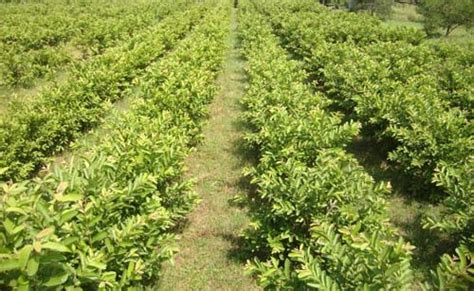 Guava Cultivation Information Guide | Asia Farming